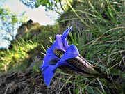 03 Gentiana clusii (Genziana di Clusius)